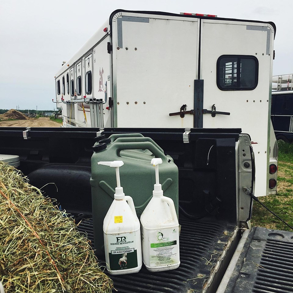 Les bases de la nutrition&nbsp;équine