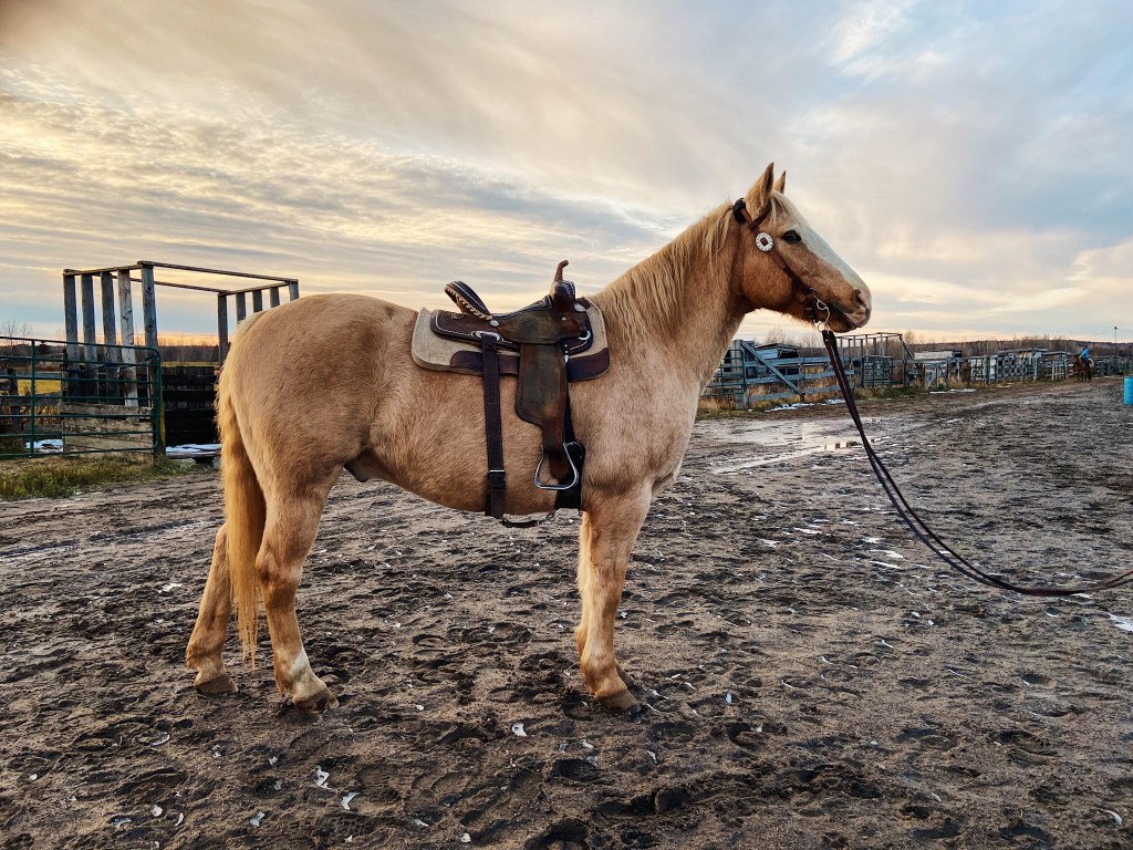 Le syndrome métabolique&nbsp;équin
