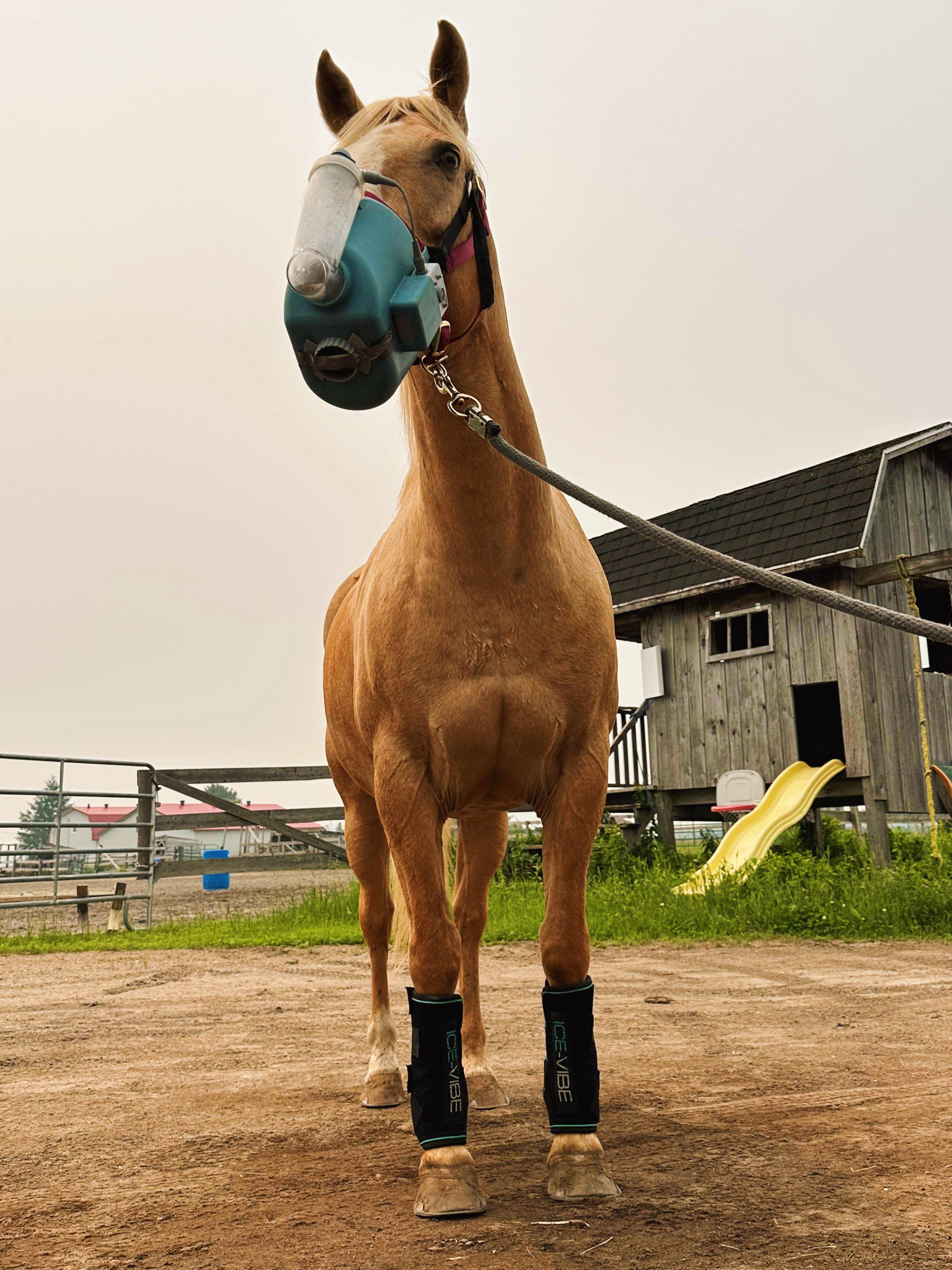La qualité de l&rsquo;air pour le cheval de performance